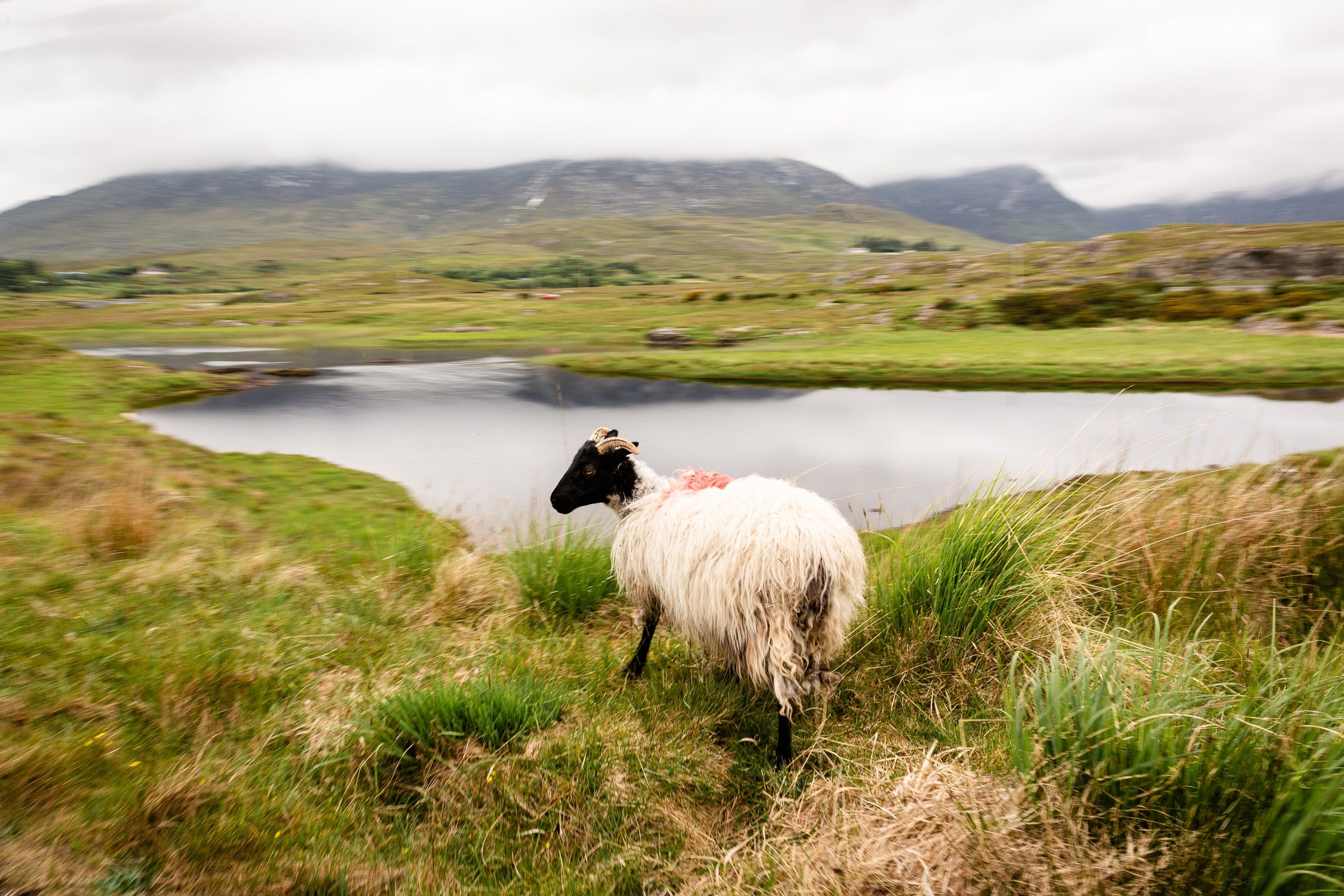Connemara Sheep